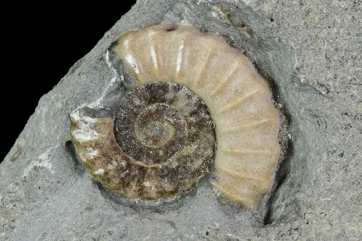 Fossil Ammonite (Promicroceras) - Lyme Regis #110718